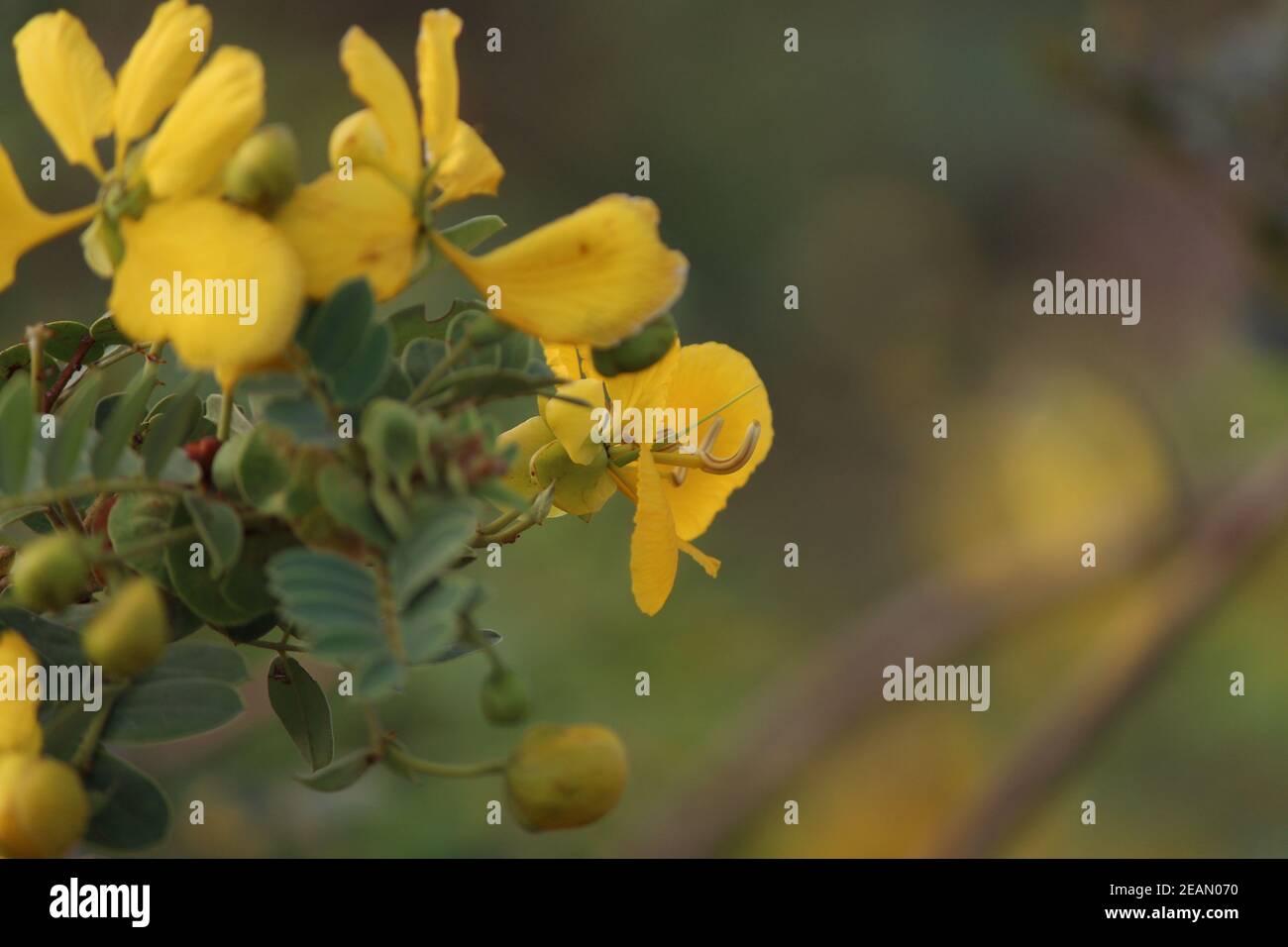 Messa a fuoco selettiva delle cassia gialle Foto Stock