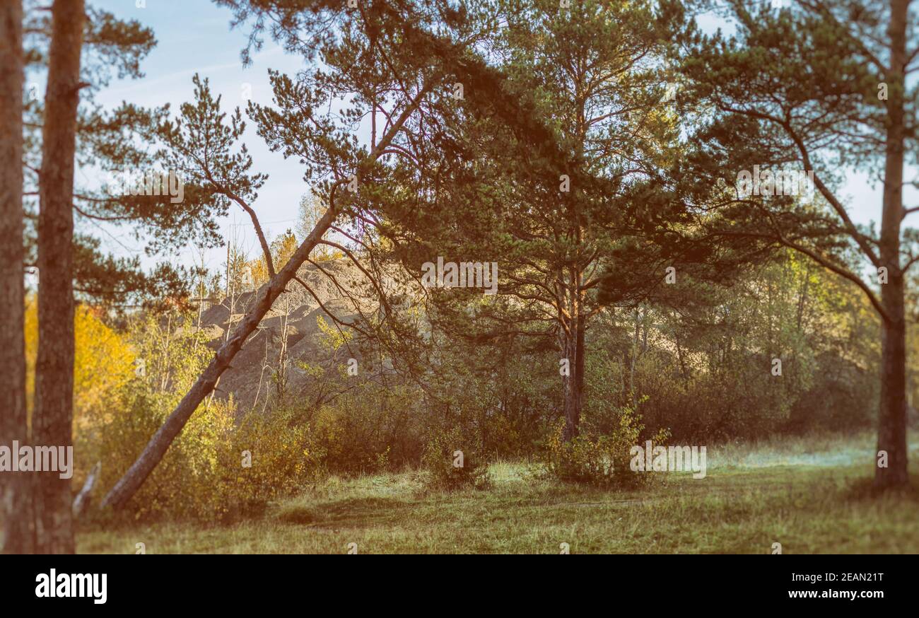 Paesaggio naturale è foresta e erba. Bellissima Foto Stock