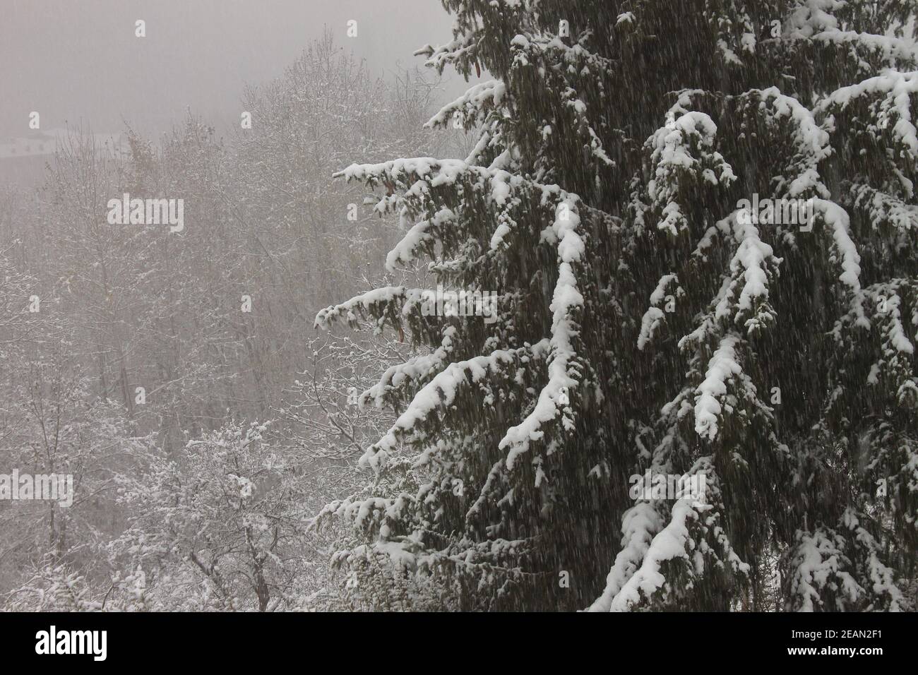 una bella nevicata invernale su un pino di montagna Foto Stock