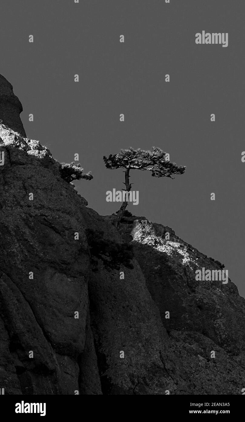 Montagne e foreste di Crimea. Alberi di conifere e decidui sulle colline di montagne e rocce Foto Stock