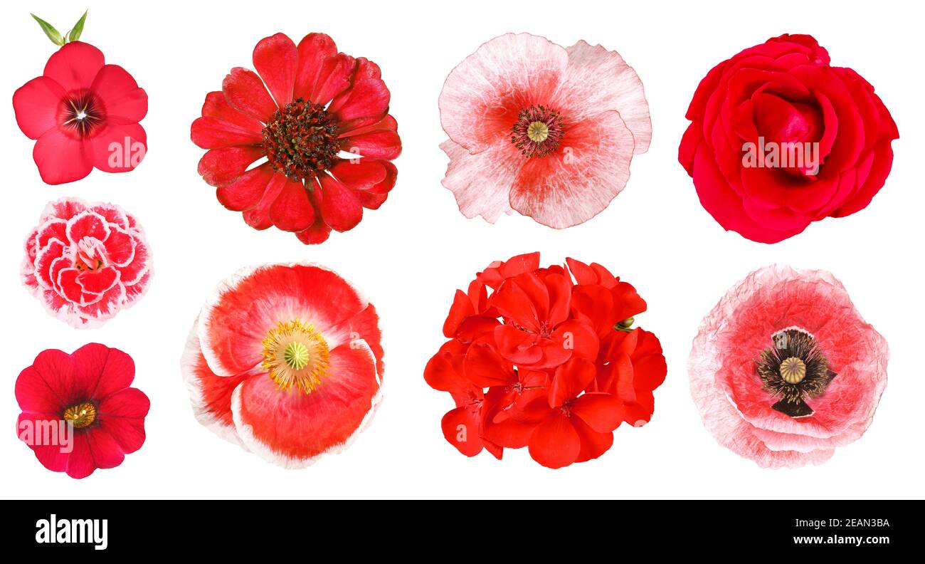Gruppo di diversi fiori rossi da giardino, isolati Foto Stock