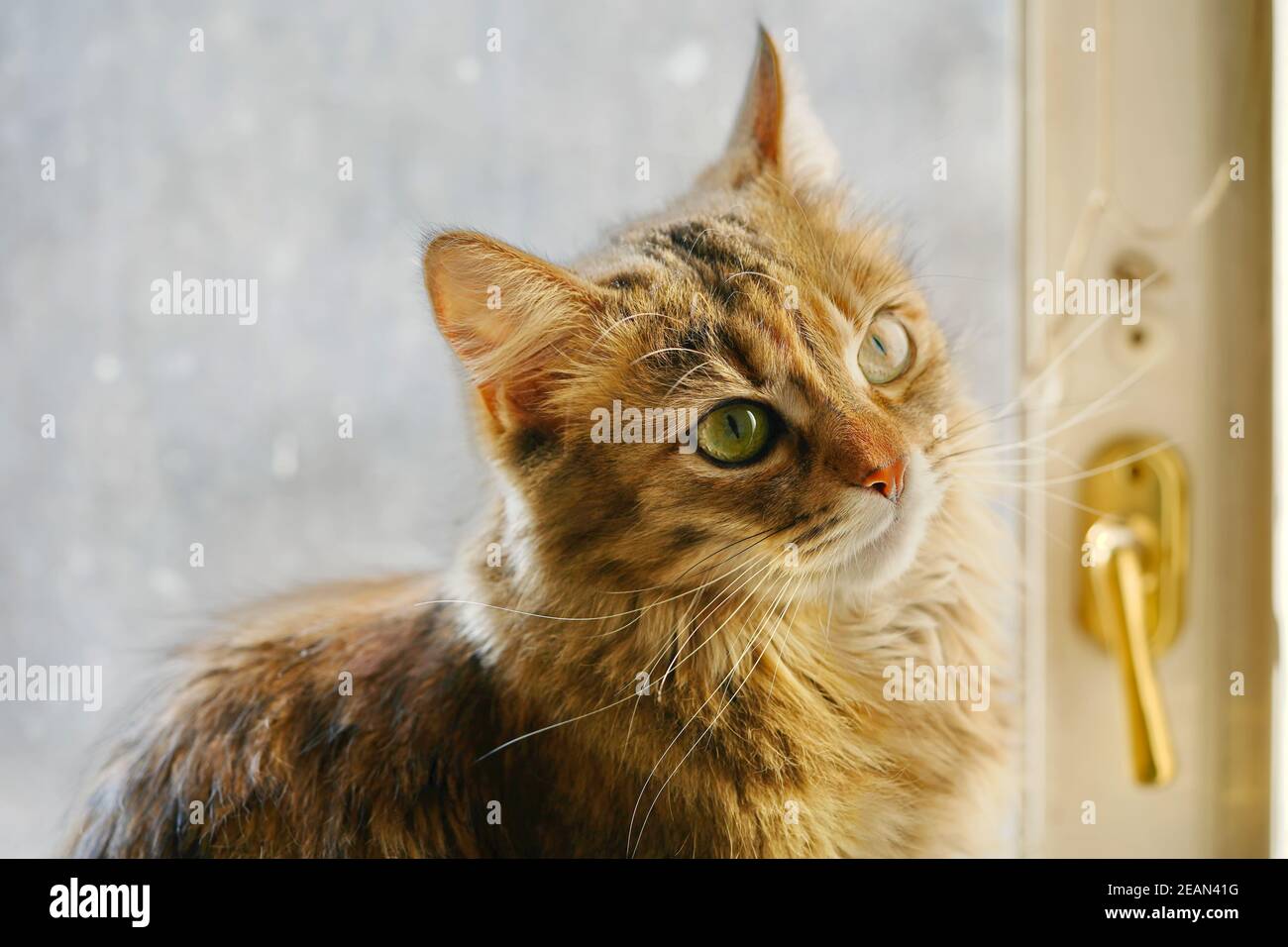 Gatto domestico faccia con occhi grandi primo piano, macro shot Foto Stock