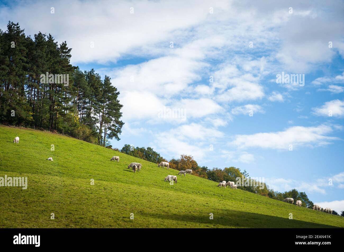 Una mandria di mucche su un pascolo Foto Stock