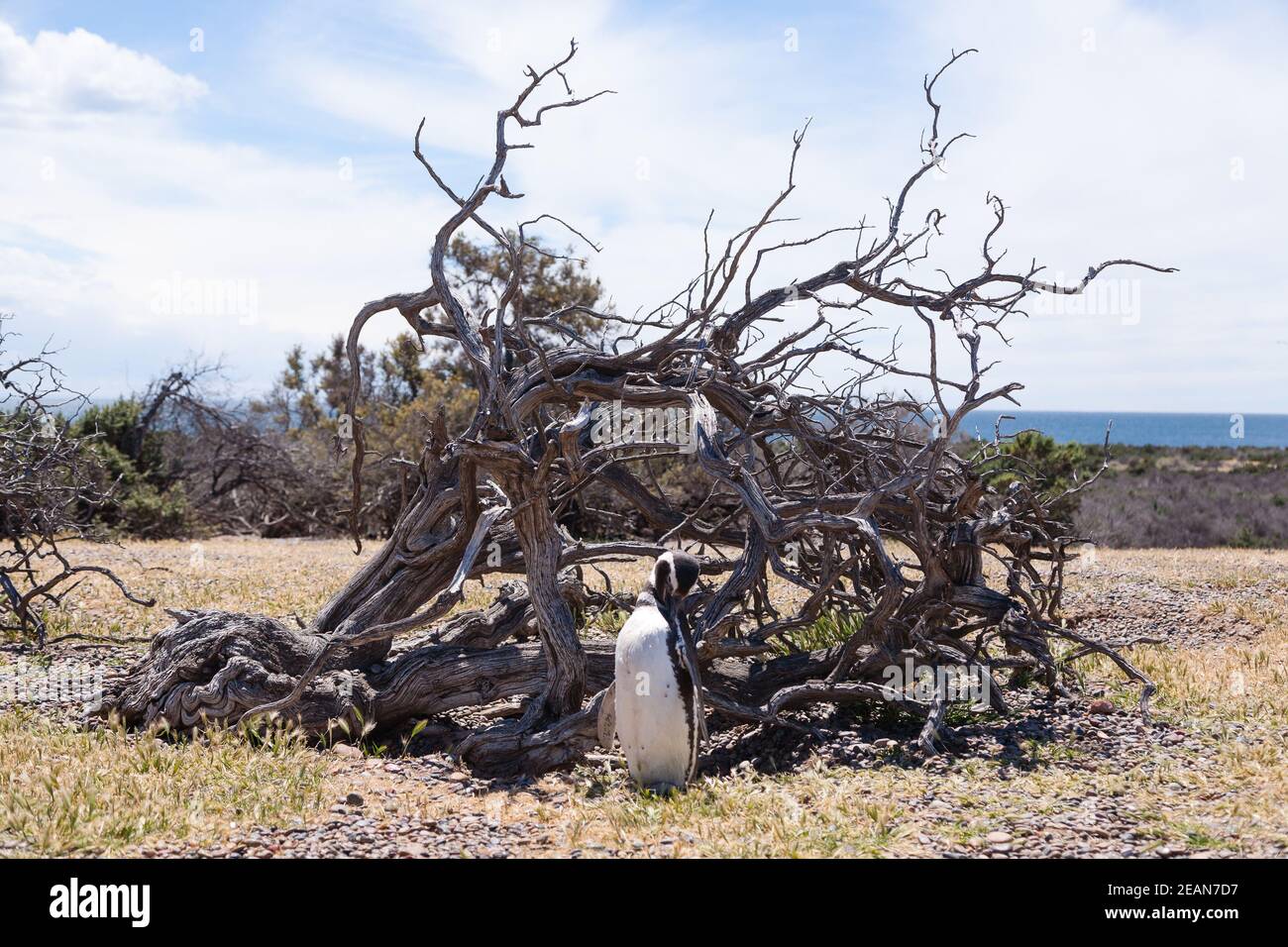 Pinguino Magellanico primo piano. Colonia di pinguini Punta Tombo, Patagonia Foto Stock