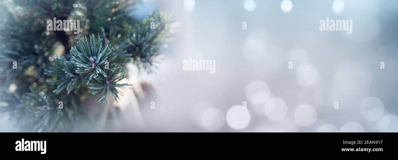 Rami di pino su sfondo invernale Foto Stock