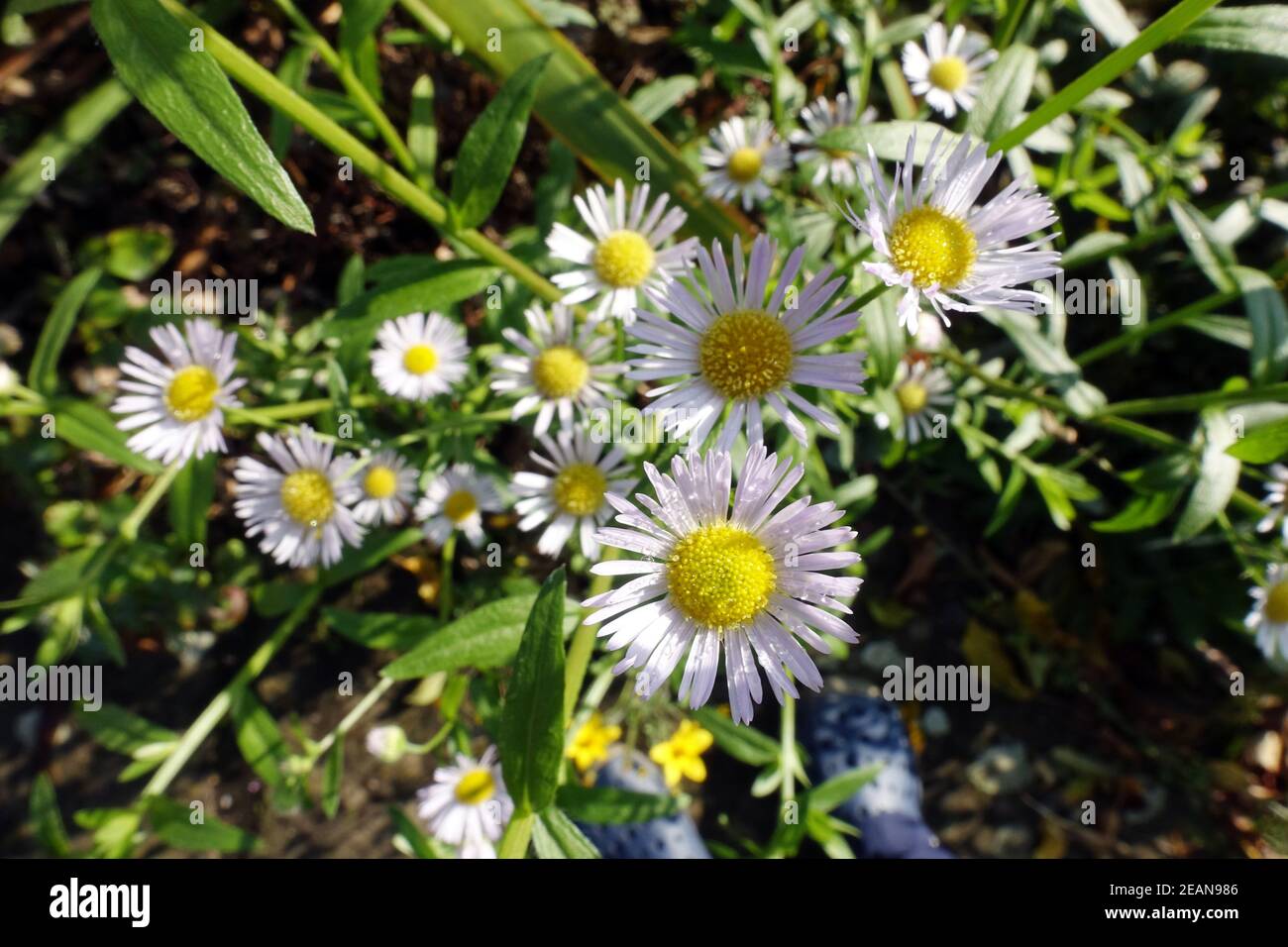Fleabane annuali, daisy fleabane, o daisy fleabane orientali (Erigeron annuus), - gocce di rugiada sui fiori Foto Stock