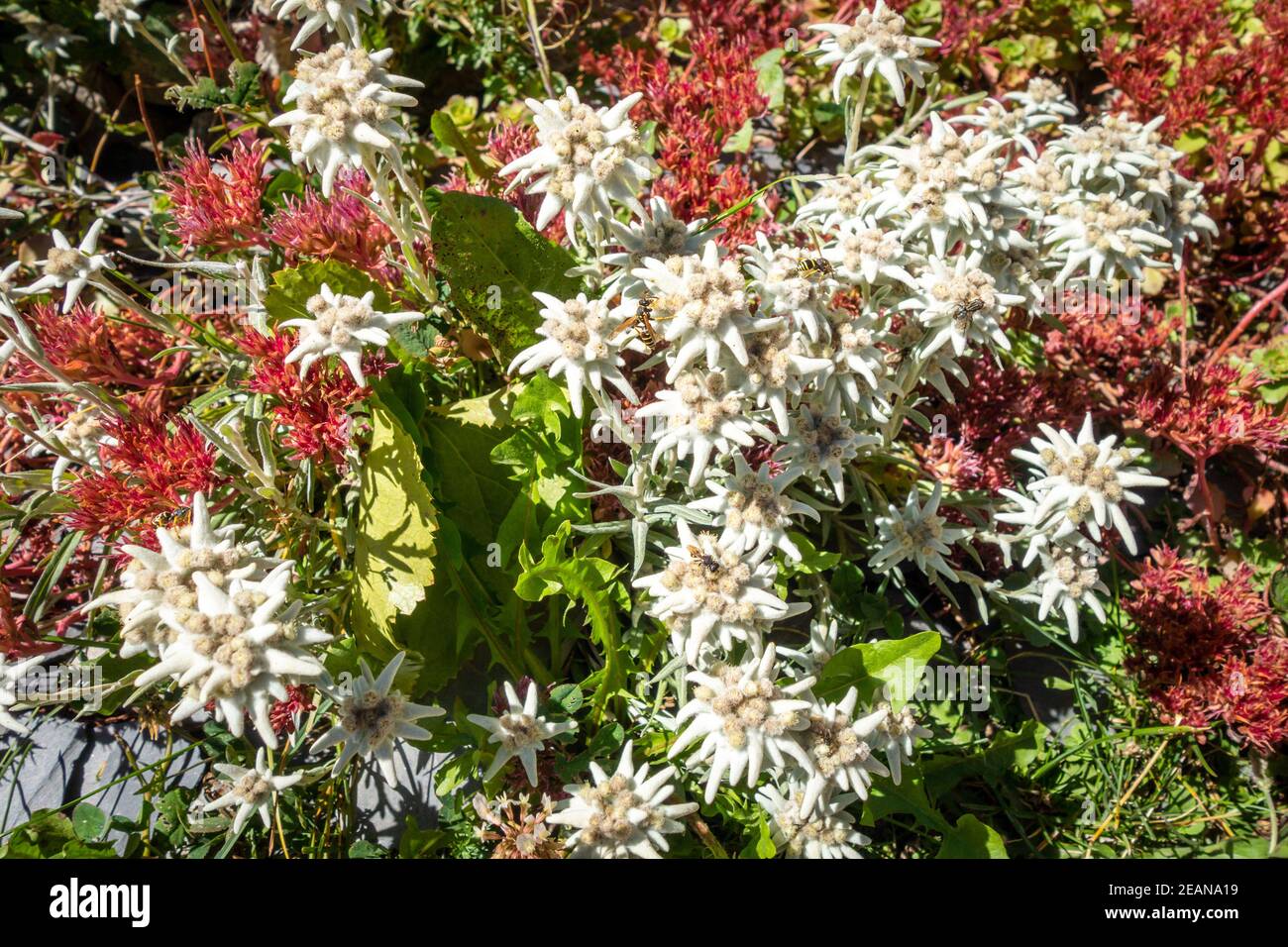 Fiori Edelweiss nel Parco Nazionale della Vanoise, Francia Foto Stock