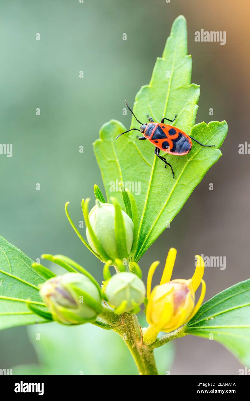 Il firebug, insetto comune Europa fauna selvatica Foto Stock