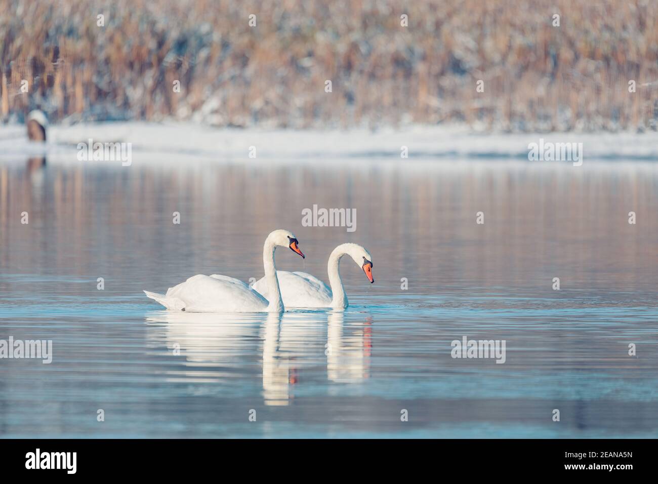 Uccello selvaggio muto cigno in inverno sullo stagno Foto Stock