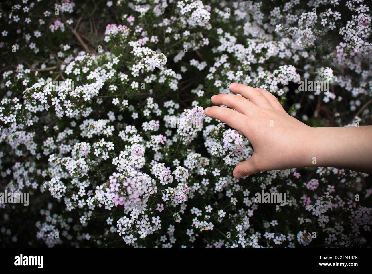 Particolare della mano del bambino che tocca i piccoli fiori bianchi della molla diosma hirsuta fuori nella natura. Bambini che esplorano il mondo naturale. Concetto di primavera Foto Stock