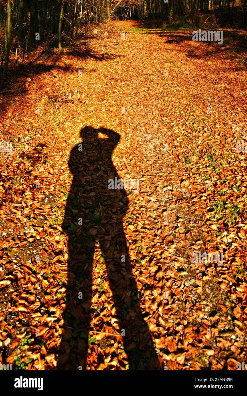 Schatten auf goldenem Herbstlaub Foto Stock