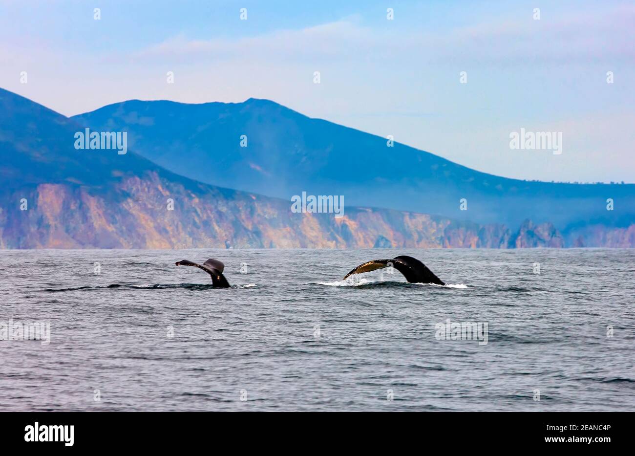 Due megattere che nuotano nell'Oceano Pacifico Foto Stock