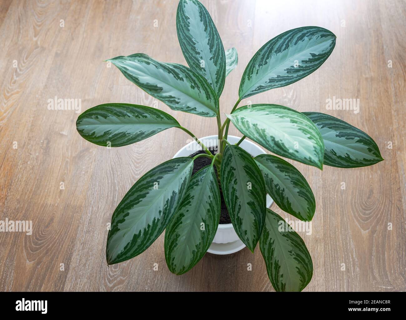 Bel fiore interno in una pentola sul tavolo Foto Stock