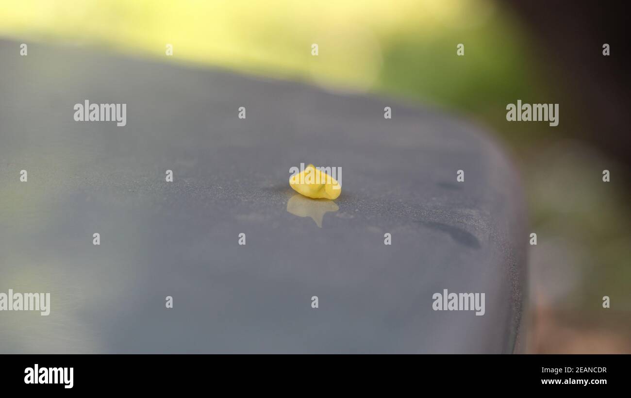 petalo di fiori giallo su superficie argentata Foto Stock