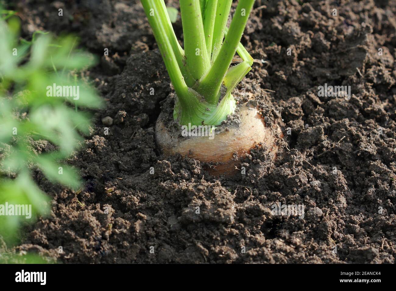 carote che crescono sul letto di verdure Foto Stock