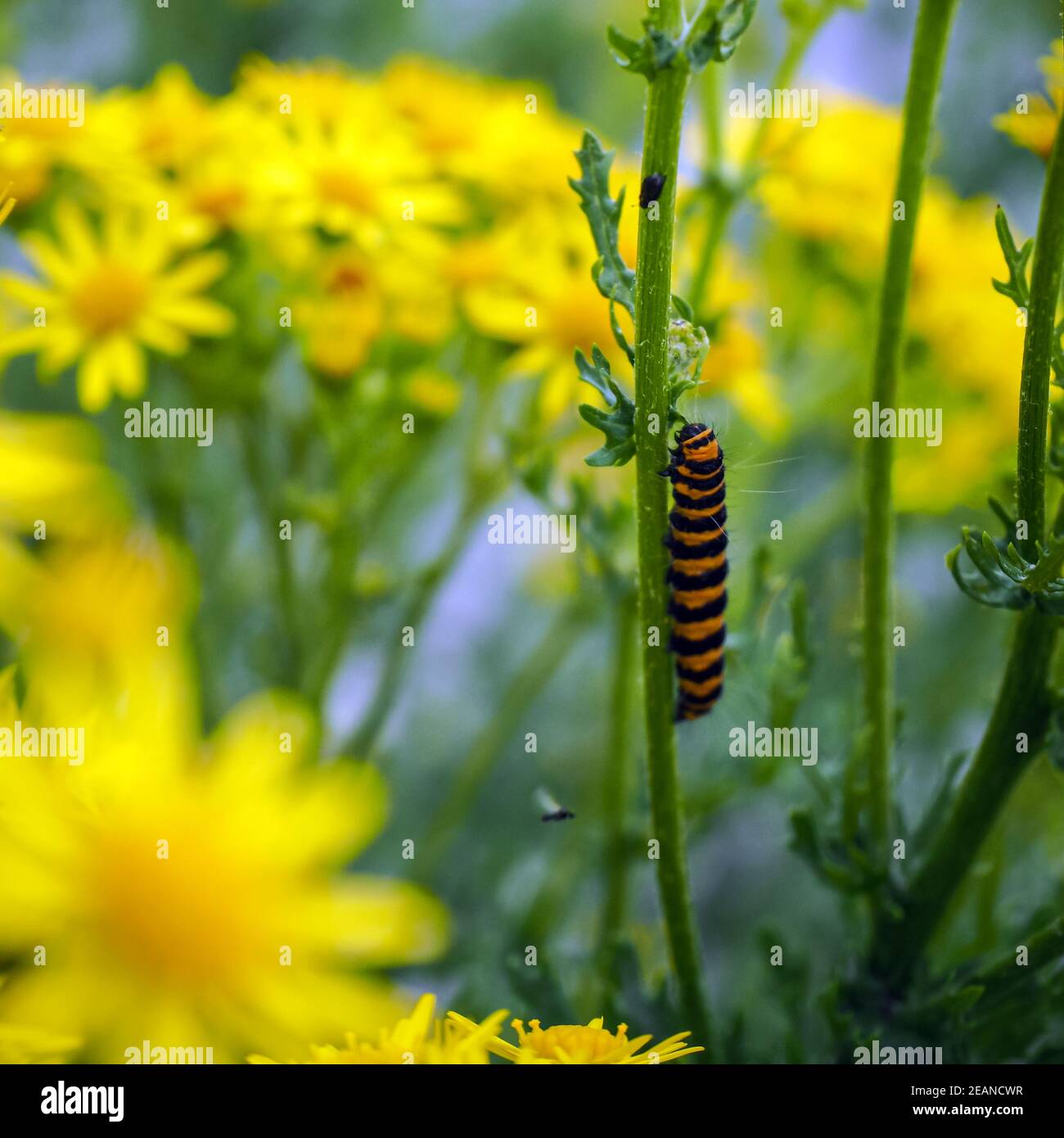 Bruco della falena cinabara sulla sua pianta alimentare Foto Stock