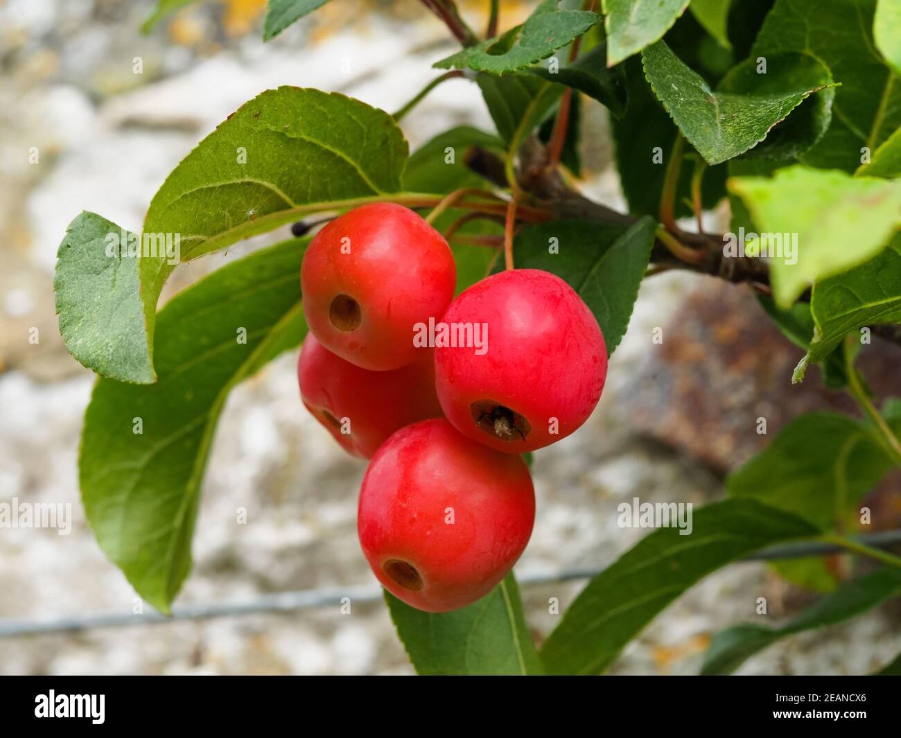 Mele granchio rosse appese su un ramo Foto Stock