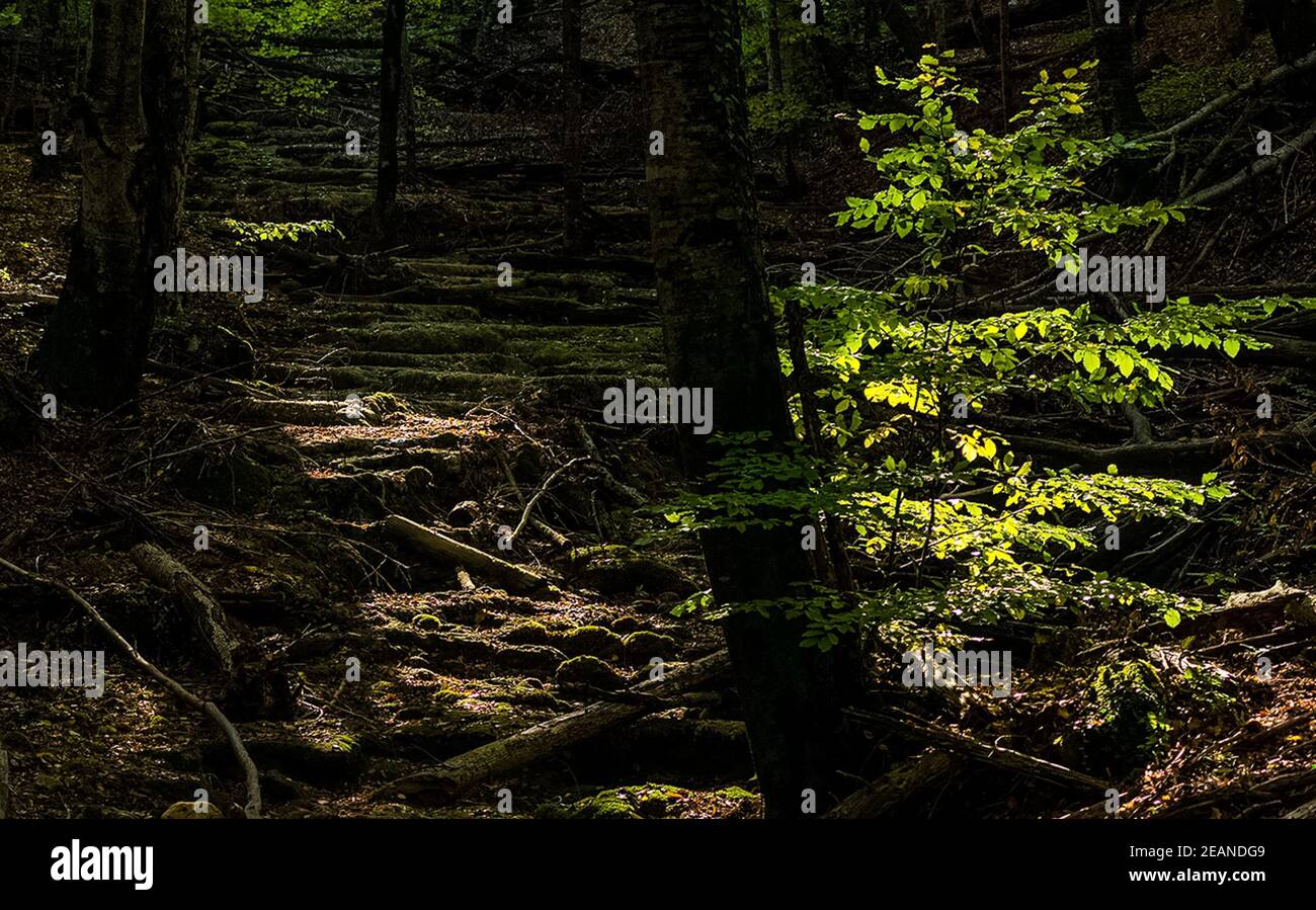 Foresta baldacchino, primo autunno paesaggio forestale. Foto Stock