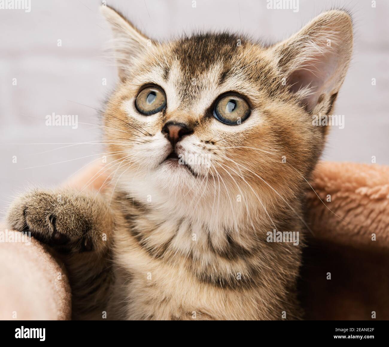 Gattino dorato zintino inglese chinchilla dritto Foto Stock