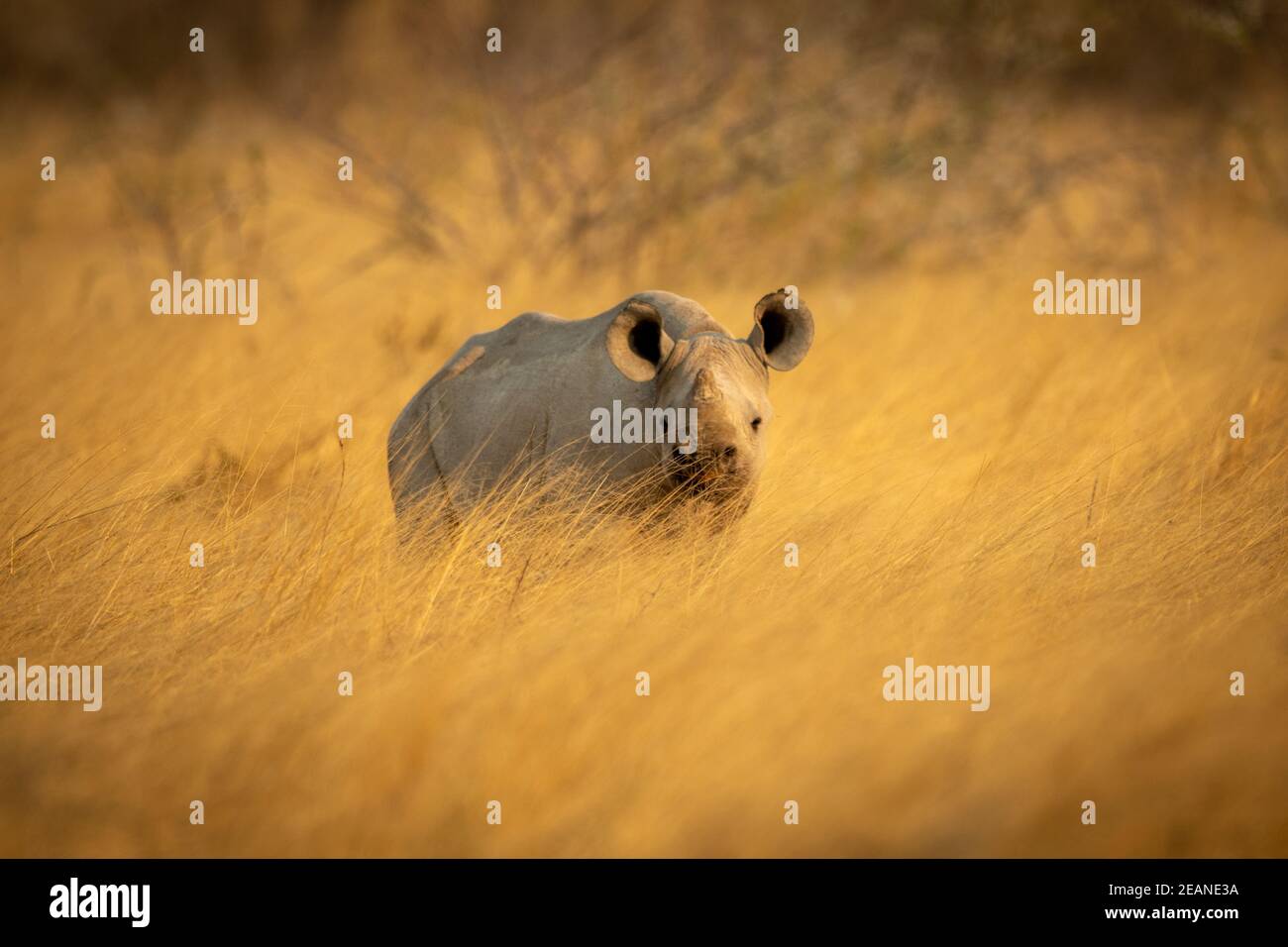 Rinoceronte nero del bambino in macchina fotografica di eyeing dell'erba Foto Stock