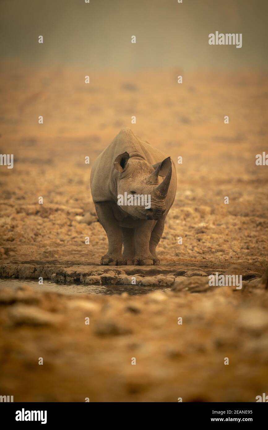 Il rinoceronte nero è in piedi con una telecamera ad occhio vicino al waterhole Foto Stock