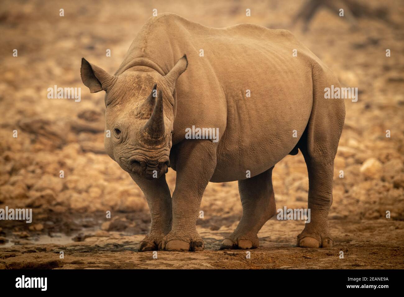 Il rinoceronte nero si erge accanto alla telecamera a vista con foro d'acqua Foto Stock