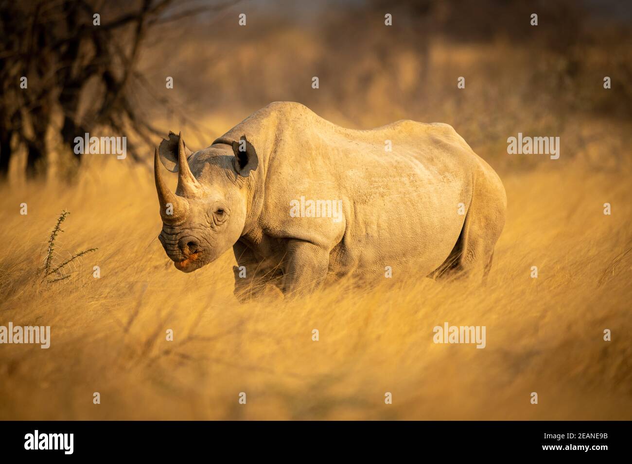 Il rinoceronte nero si trova in una telecamera a vista in erba Foto Stock