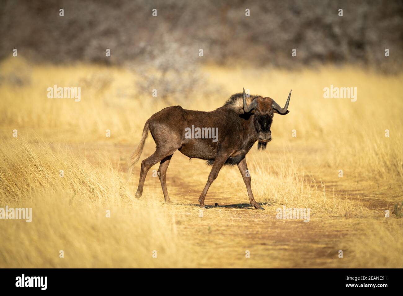 Il wildebeest nero attraversa la macchina fotografica grassosa del percorso Foto Stock