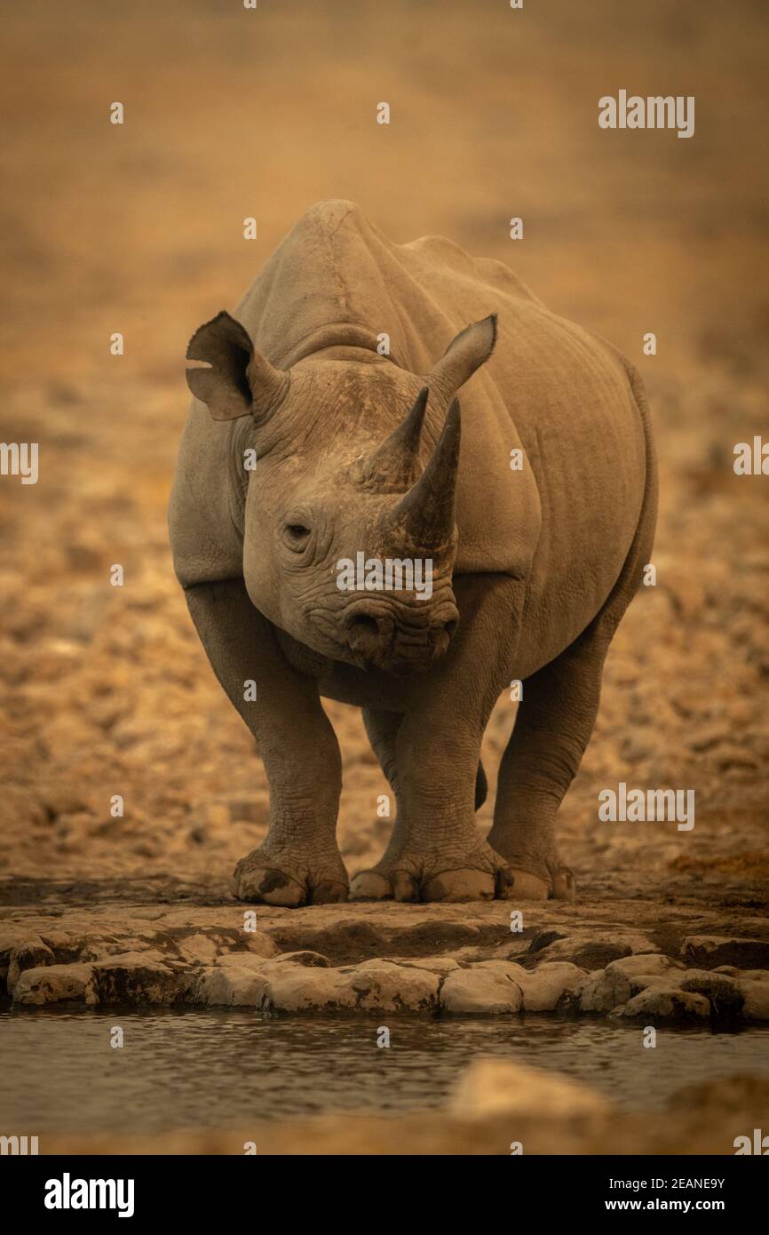 Il rinoceronte nero si trova vicino alla telecamera a vista con foro d'acqua Foto Stock