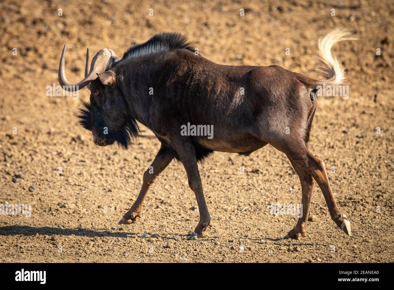 Black wildebeest attraversa la coda girevole della padella di ghiaia Foto Stock