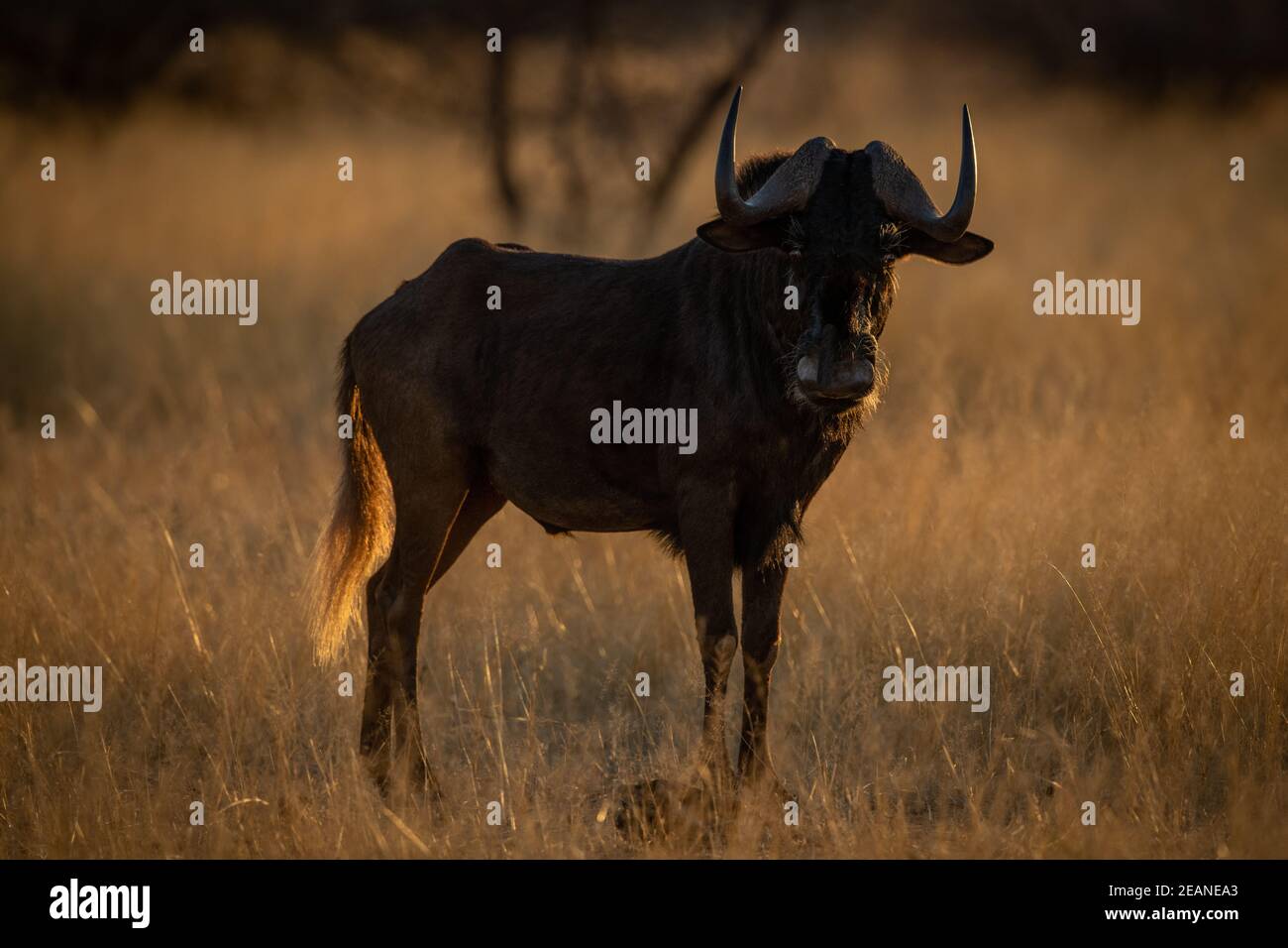 Black wildebeest si trova in una telecamera per la vista dell'erba Foto Stock