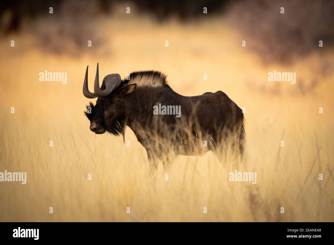Black wildebeest in piedi in erba nel profilo Foto Stock