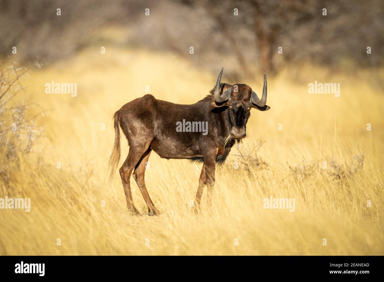 Black wildebeest si alza eyeing macchina fotografica mangiare erba Foto Stock