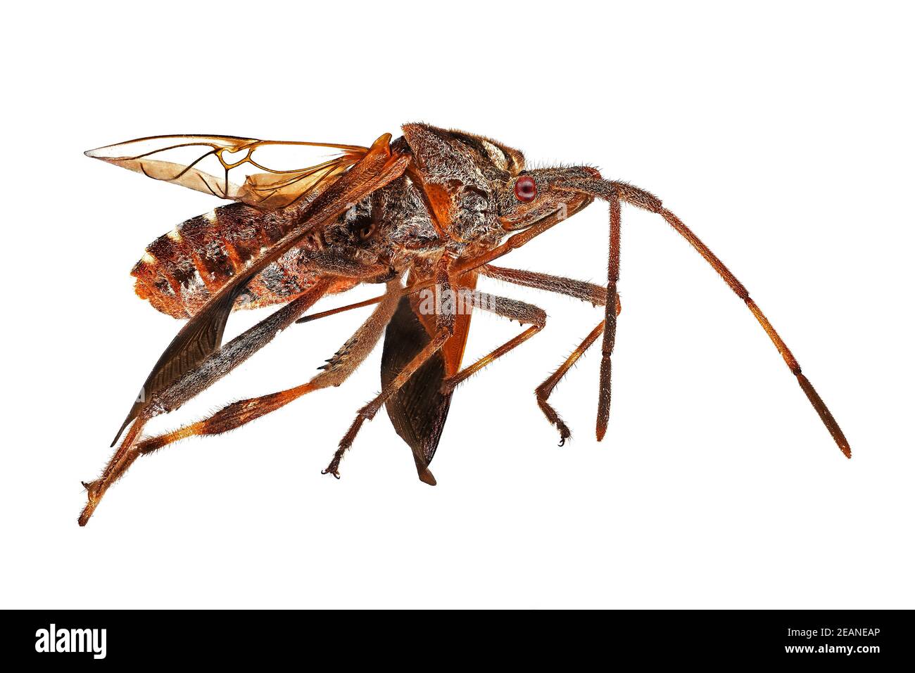 Insect Extreme Close Up Foto Stock