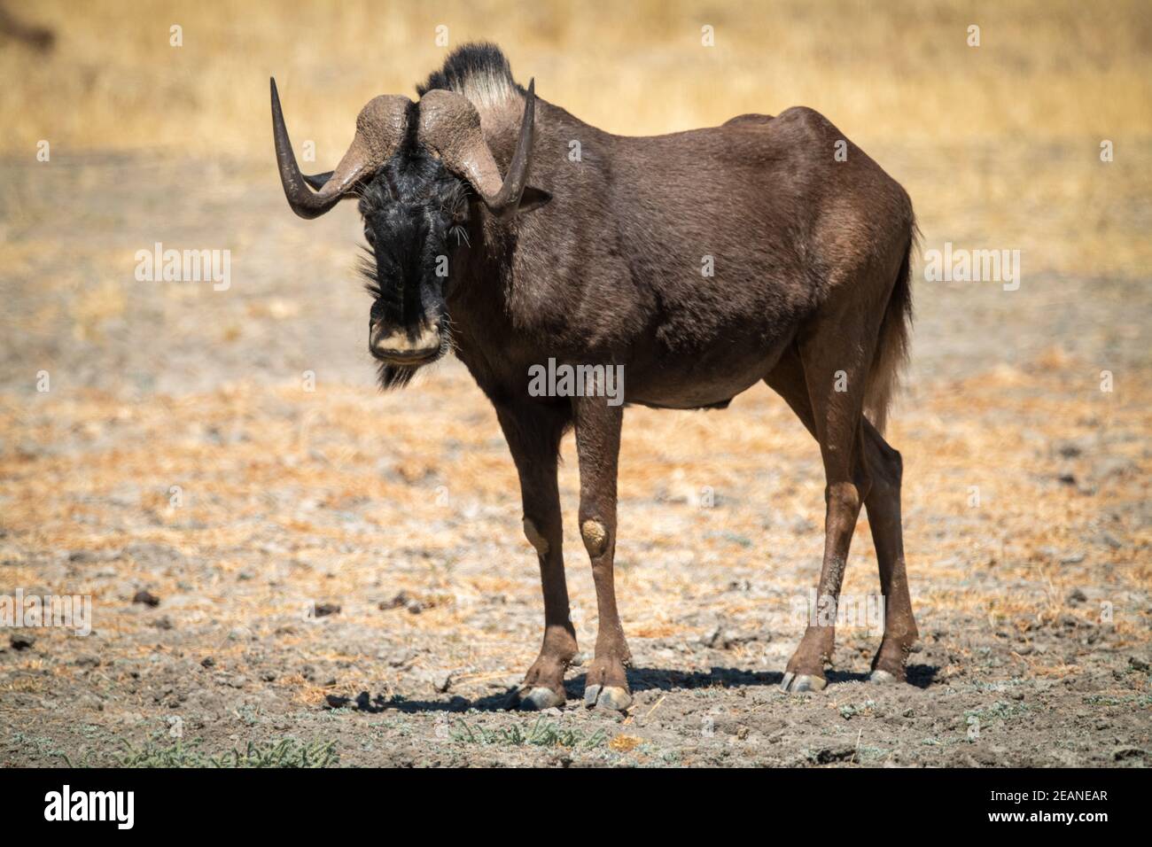 Black wildebeest si trova in una fotocamera scrub eyeing Foto Stock