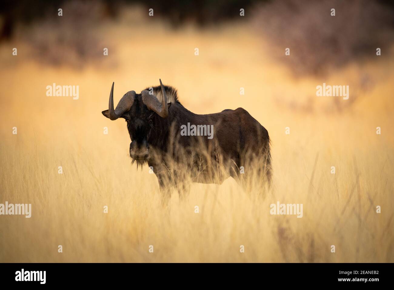 Black wildebeest si distingue per la telecamera in erba Foto Stock