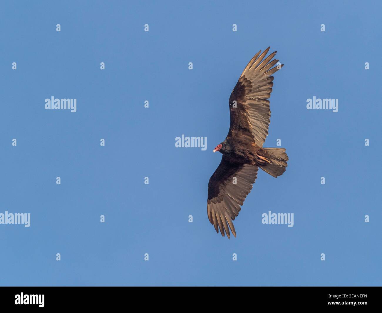 avvoltoio tacchino adulto (Cathartes aura), in volo a Los Islotes, Baja California sur, Messico, Nord America Foto Stock
