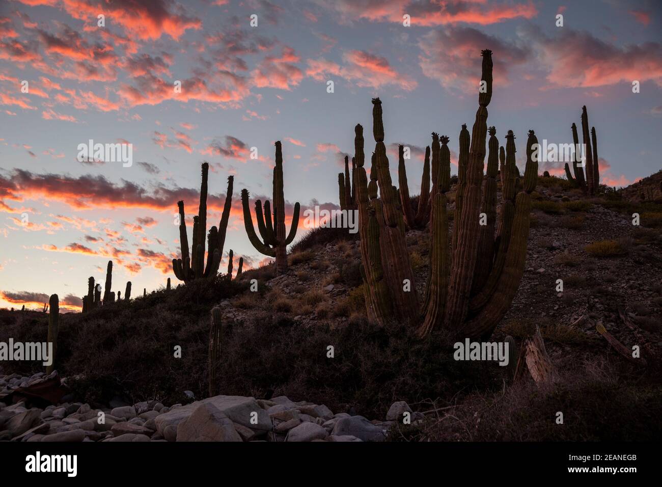 Cactus cardon gigante messicano (Pachycereus pringlei), al tramonto su Isla Santa Catalina, Baja California, Messico, Nord America Foto Stock