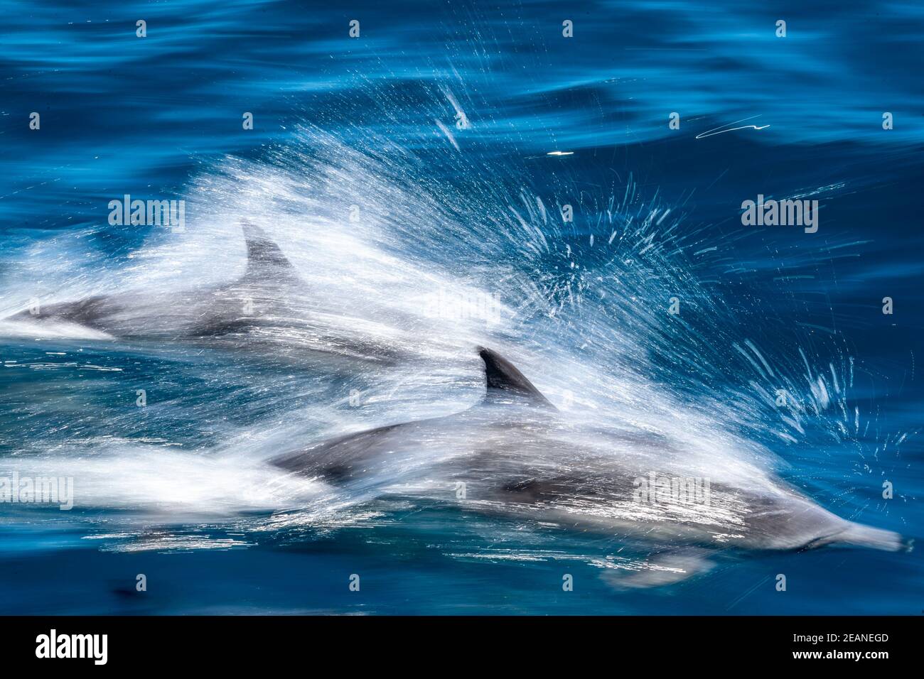 Sfocatura del movimento di delfini comuni dal becco lungo (Delphinus capensis), Puerto Gatos, Baja California sur, Messico, Nord America Foto Stock