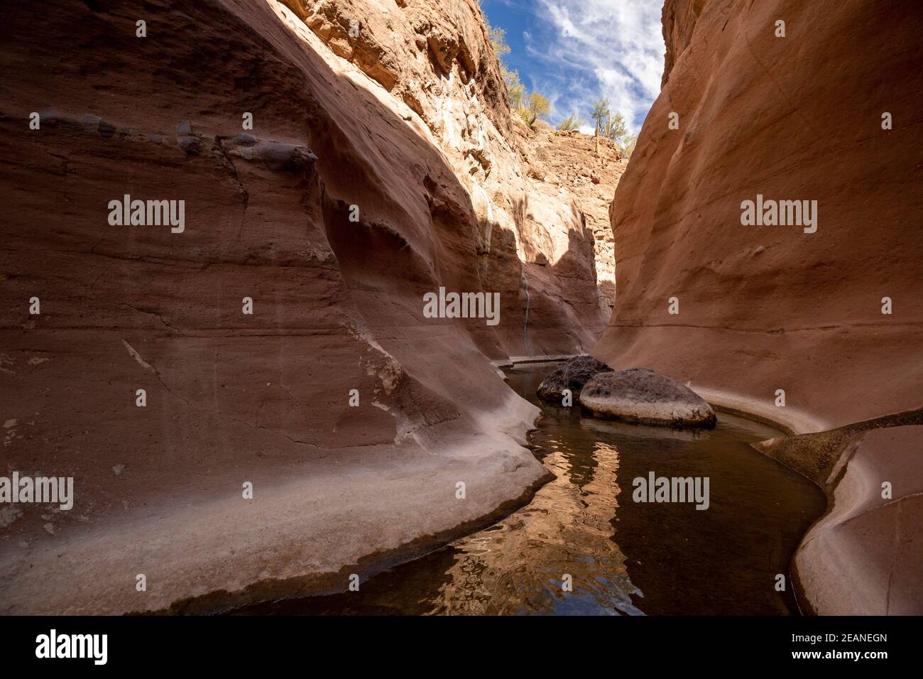Acqua fresca in un canyon di slot a Mesquite Canyon, Sierra de la Giganta, Baja California sur, Messico, Nord America Foto Stock