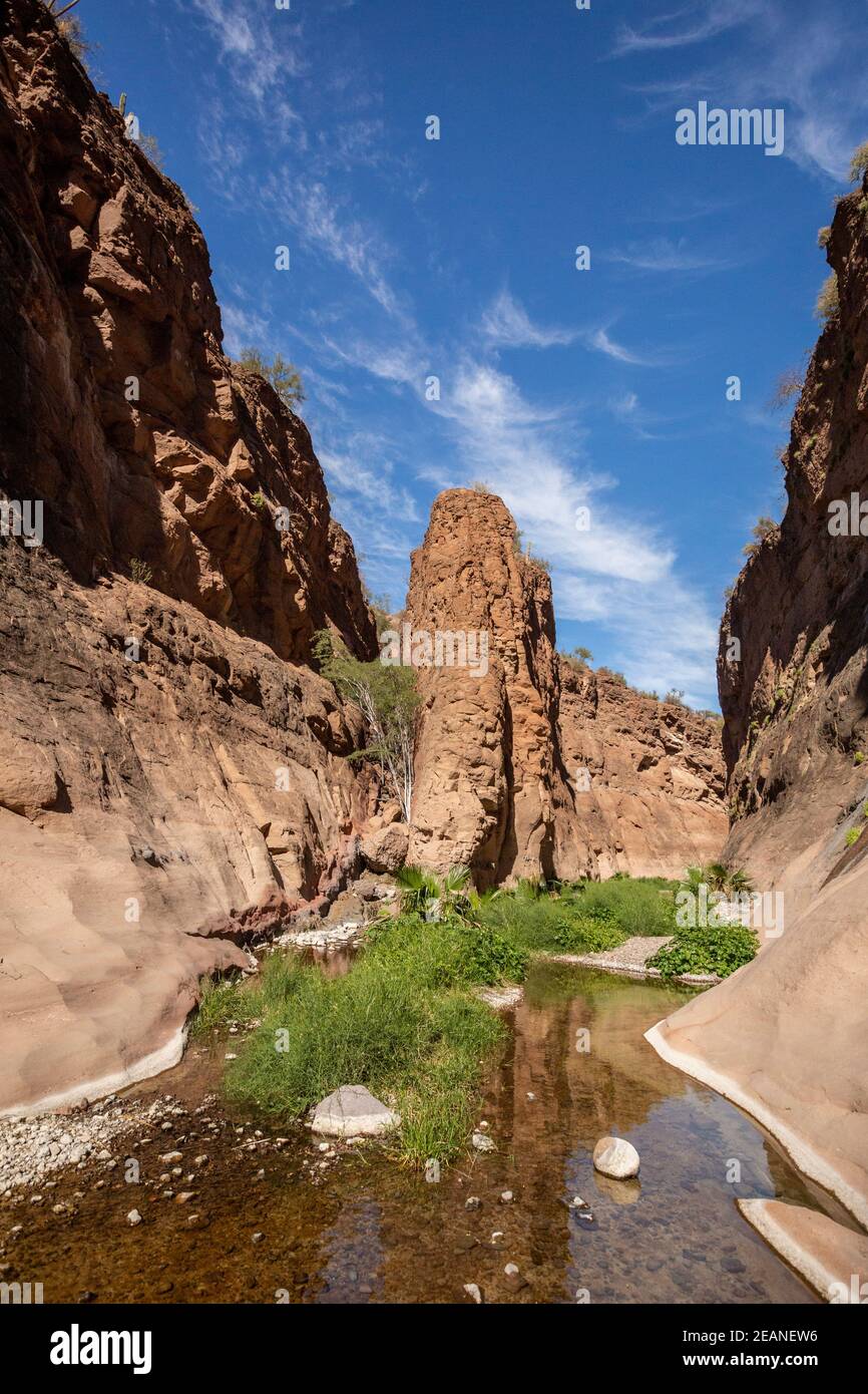 Acqua fresca in un canyon di slot a Mesquite Canyon, Sierra de la Giganta, Baja California sur, Messico, Nord America Foto Stock