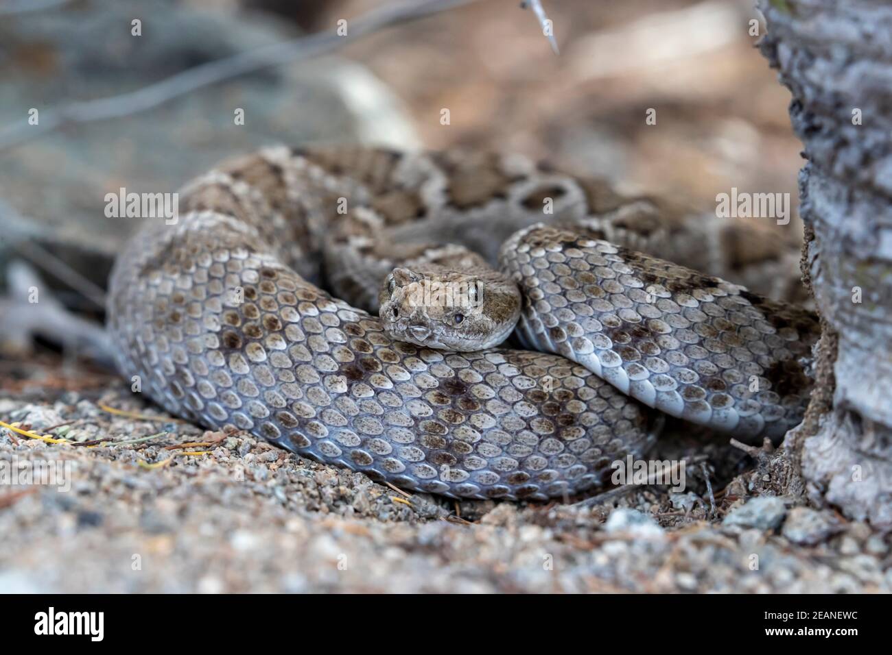 Morfo bruno del rattlesnake di Santa Catalina (Crotalus catalinensis), endemico di Isla Santa Catalina, Baja California sur, Messico, Nord America Foto Stock