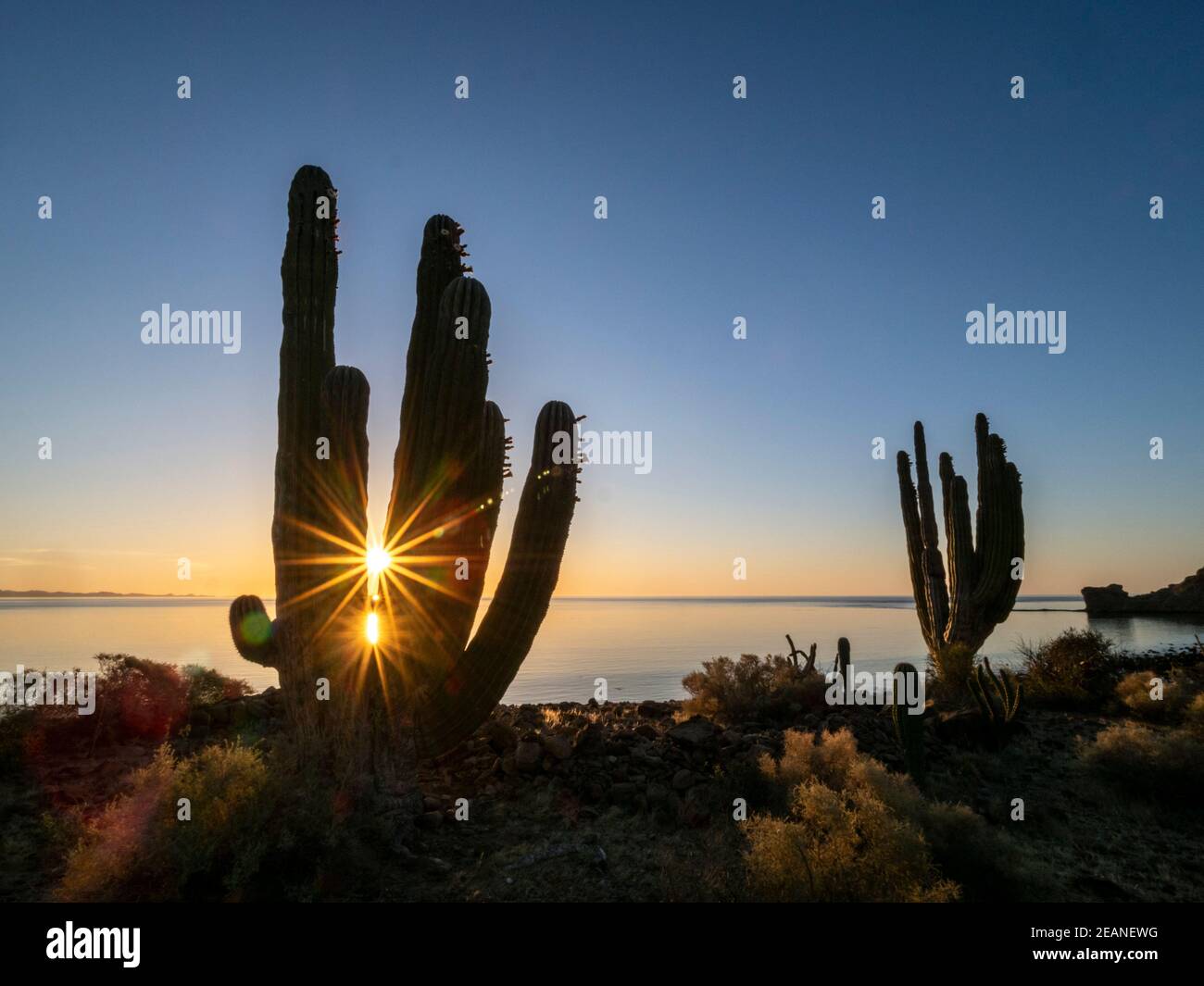 Alba sul cardon gigante messicano (Pachycereus pringlei), Isla San Esteban, Baja California, Messico, Nord America Foto Stock