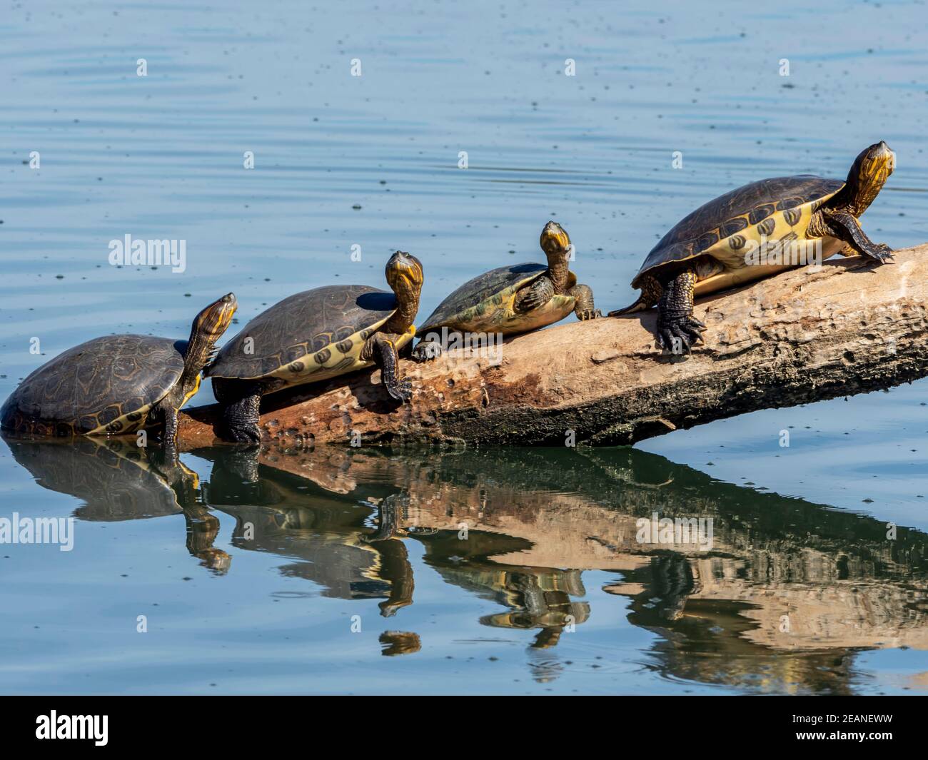 Slider rosso-arato (Trachemys scripta elegans), tartarughe crogiolarsi al sole, San Jose del Cabo, Baja California sur, Messico, Nord America Foto Stock