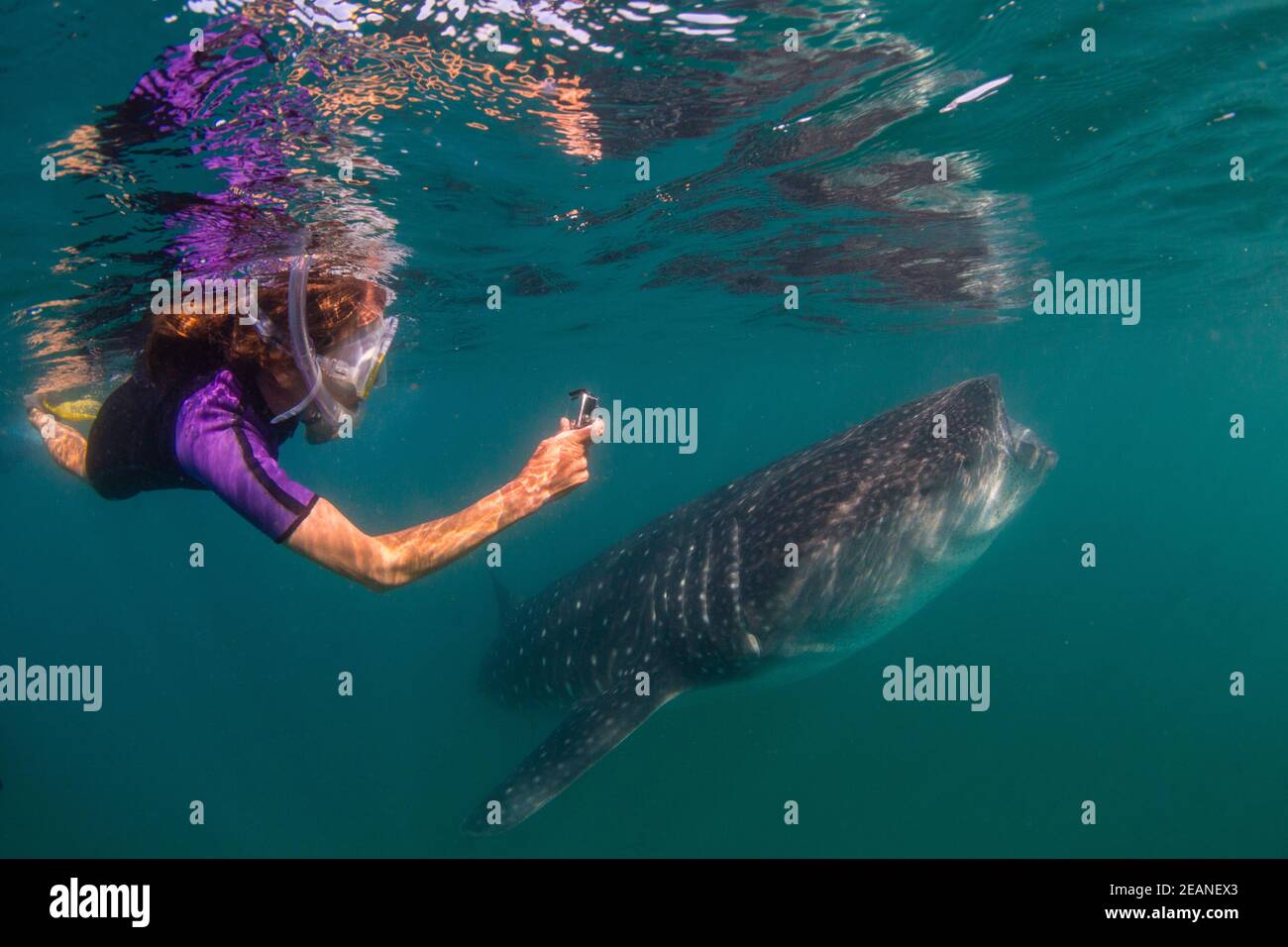 Giovane squalo balena (Rhincodon typus), filtro che si nuota vicino allo snorkeling a El Mogote, Baja California sur, Messico, Nord America Foto Stock