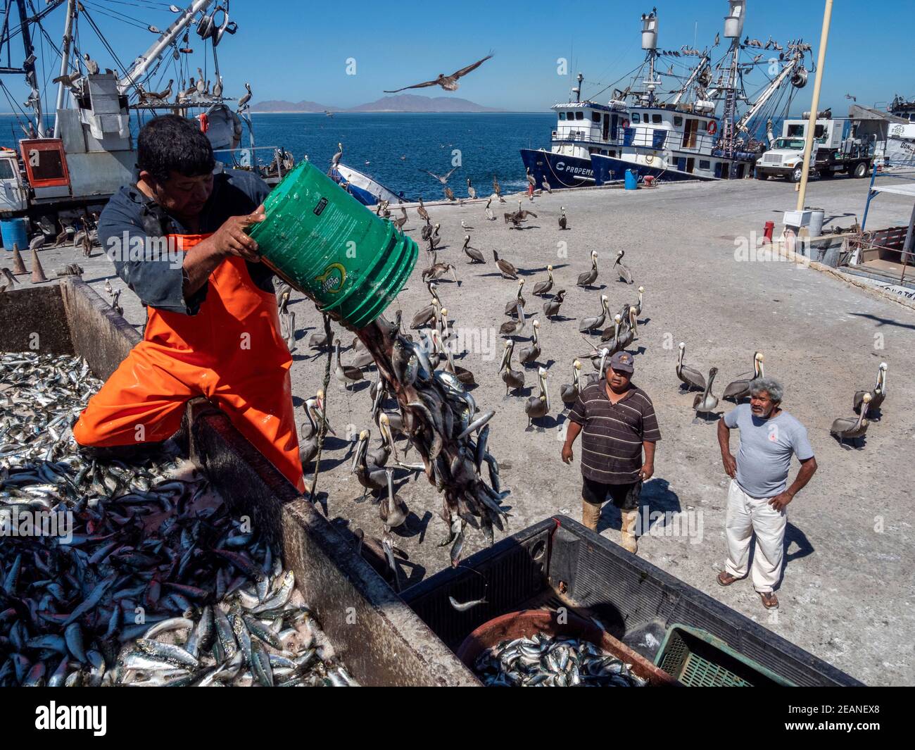 Giorni di cattura di sardine che vengono smistate in un impianto di lavorazione del pesce a Puerto San Carlos, Baja California sur, Messico, Nord America Foto Stock