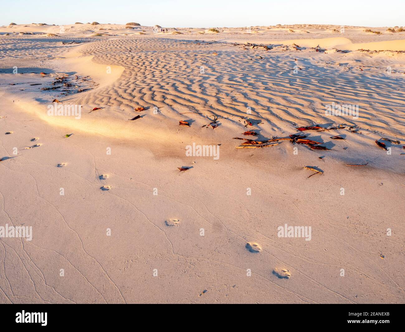 Coyote traccia nelle dune di sabbia del barkhan sull'isola barriera di Isla Magdalena, Baja California sur, Messico, Nord America Foto Stock