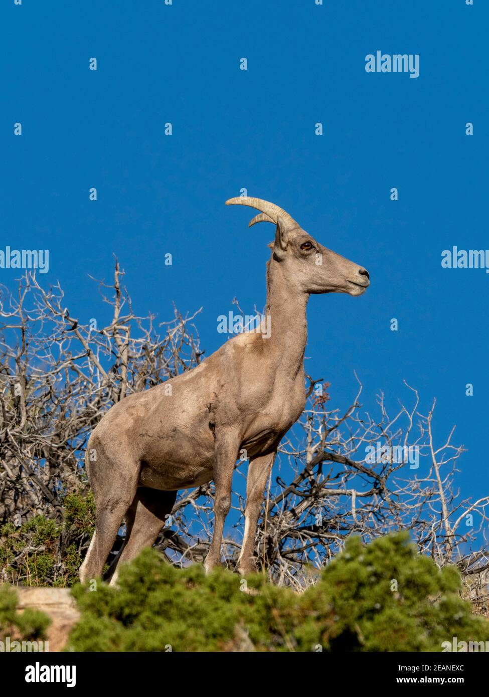 Pecora di bighorn del deserto (Ovis canadensis nelsoni), Parco Nazionale di Joshua Tree, deserto del Mojave, California, Stati Uniti d'America, Nord America Foto Stock
