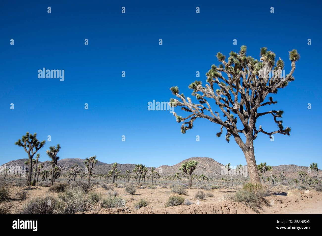 Joshua Tree (Yucca brevifolia), nel Parco Nazionale di Joshua Tree, nel deserto del Mojave, California, Stati Uniti d'America, Nord America Foto Stock