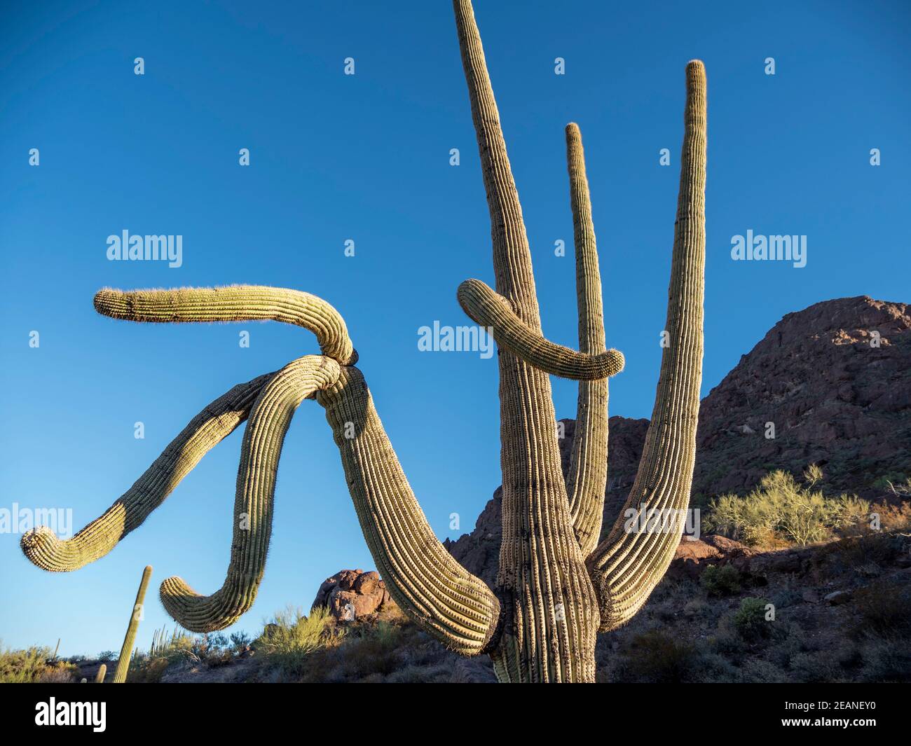 Saguaro cactus (Carnegiea gigantea), Organ Pipe Cactus National Monument, Sonoran Desert, Arizona, Stati Uniti d'America, Nord America Foto Stock